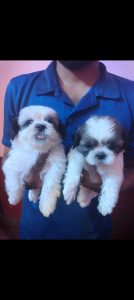 Adorable shitzhu puppies for sale