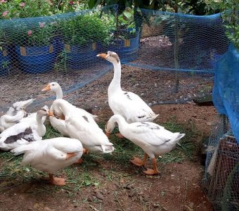 Adult male and female goose 