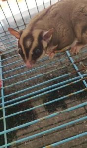 Adult male sugar glider