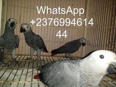 African grey parrots for sale whats-app 00237699461444
