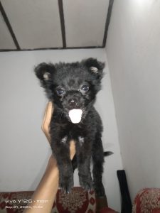 All breeds available in reasonable price