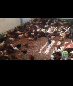 All kerala Free delivery 