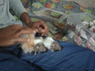 All mel he no female