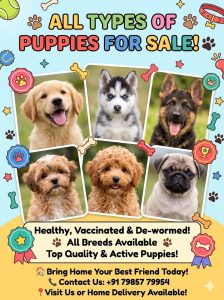 All types puppy