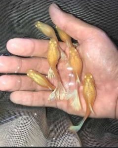 All varieties of guppy