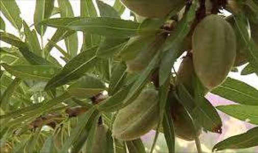 Almond tree sale