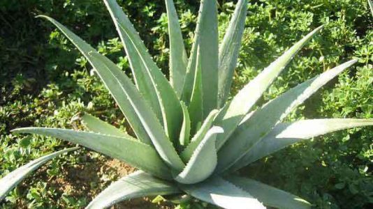 Aloe Vera for Sale