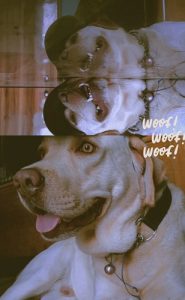 American breed Labrador  Stud white