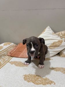 American bully for sale