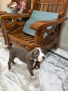 American bully for sale