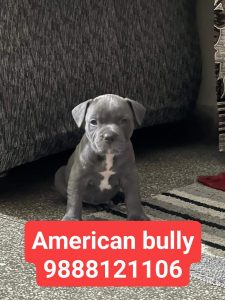 American bully puppy buy near me call 9888121106