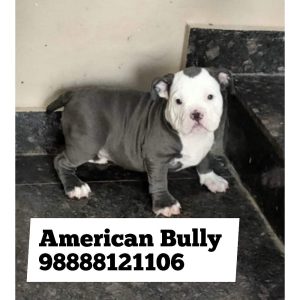 American bully puppy price American bully puppy sale near me best pet shop near me