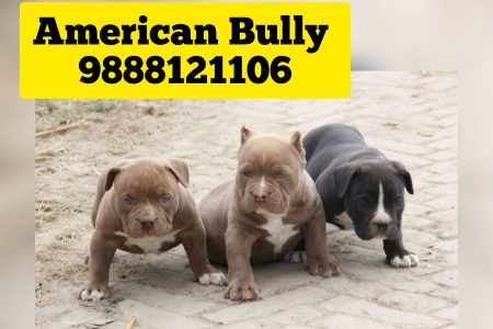 American bully puppy available punjab call 9888121106