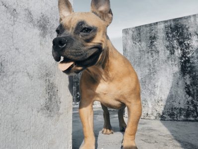 American bully puppy