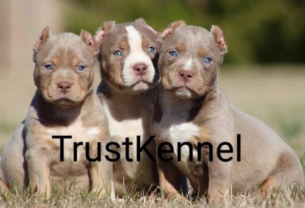 American Bully Pups For Sale TrustKennel