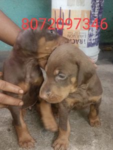 American Doberman puppy