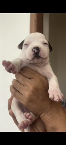 American Pocket Bully