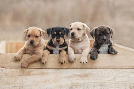 American Staffordshire Cute Puppy....8800539300