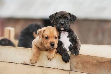 American Staffordshire Puppy 8800539300