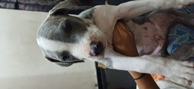 Amstaff puppy for sale