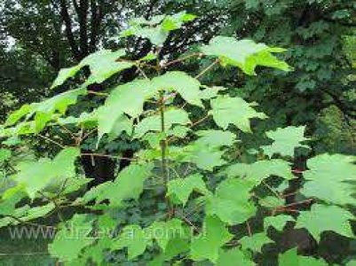 Arctium lappBurdock seeds