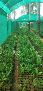 arecanut seedlings