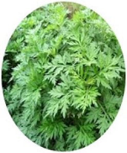 Artemisia annua - Sweet Wormwood seed