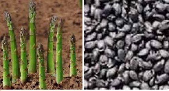 Asparagus-Asparagus officinalis seeds
