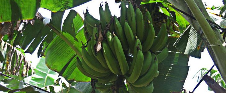 BANANA (NENDRA) for sale