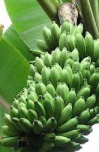 Banana - Palayancodan