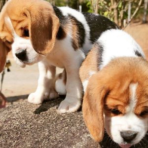 Beagle available