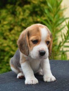 Beagle Cute Puppy...8800539300
