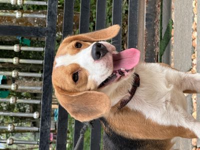 Beagle Dog