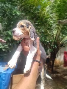 Beagle dog female 3 month old