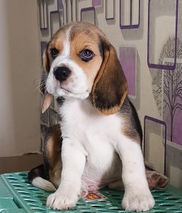 Beagle