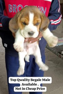 Beagle
