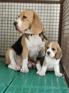 Beagle