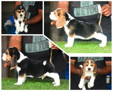 Beagle