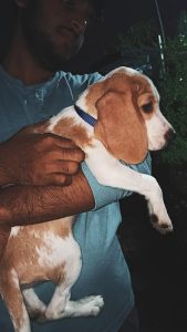 Beagle for sale