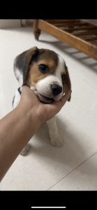 Beagle for sale