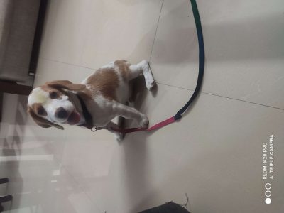 Beagle for sale