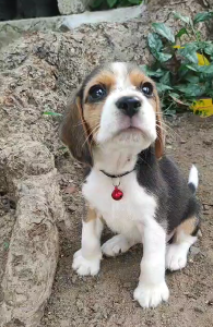 Beagle for sale