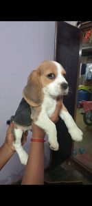 Beagle sale