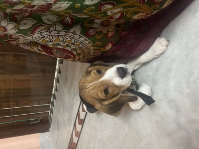 Beagle