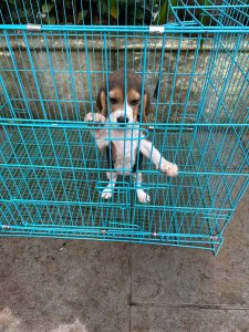 Beagle