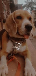 Beagle female dog