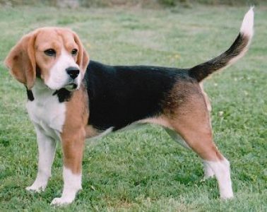 Beagle female dog 2 year and 4 month old .play full dog