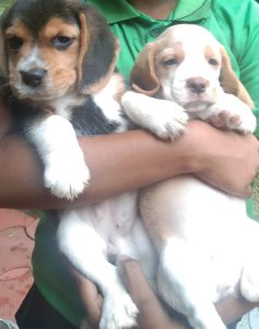 BEAGLE FEMALE PUPPIES TWO NUMBERS