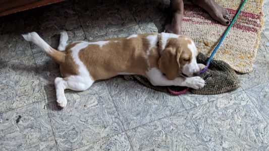 Beagle Female Puppy