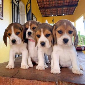 Beagle high quality breed available. Whsaap 9394723663